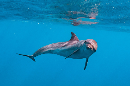 Dolphin and snorkeling trip