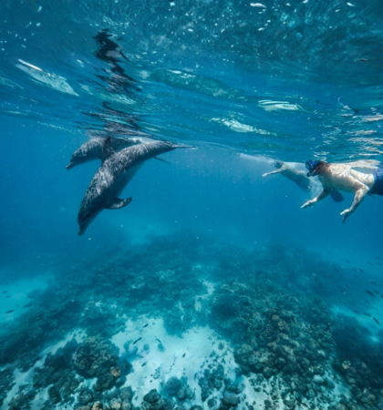 Dolphins and open water