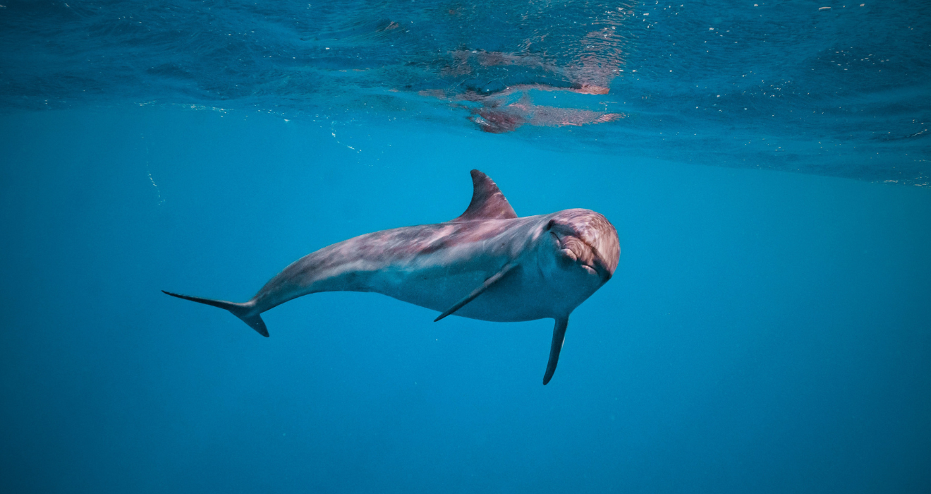 Dolphin & Snorkeling Full Day Trip