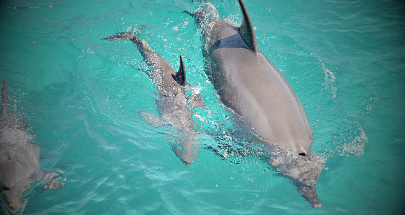 Dolphin & Snorkeling Full Day Trip