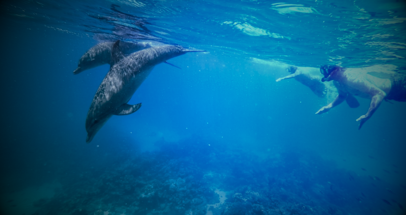 Dolphin & Snorkeling Full Day Trip